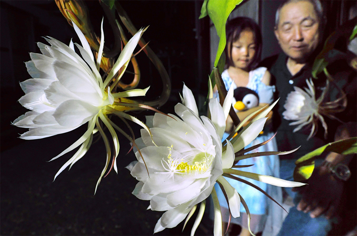 ５日午後９時過ぎ、涼やかに花開く月下美人（津野町芳生野丙）