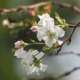 長月の猛暑日 ｢ぶどう狩りと十月桜 負けるな秋の気配｣の記事画像