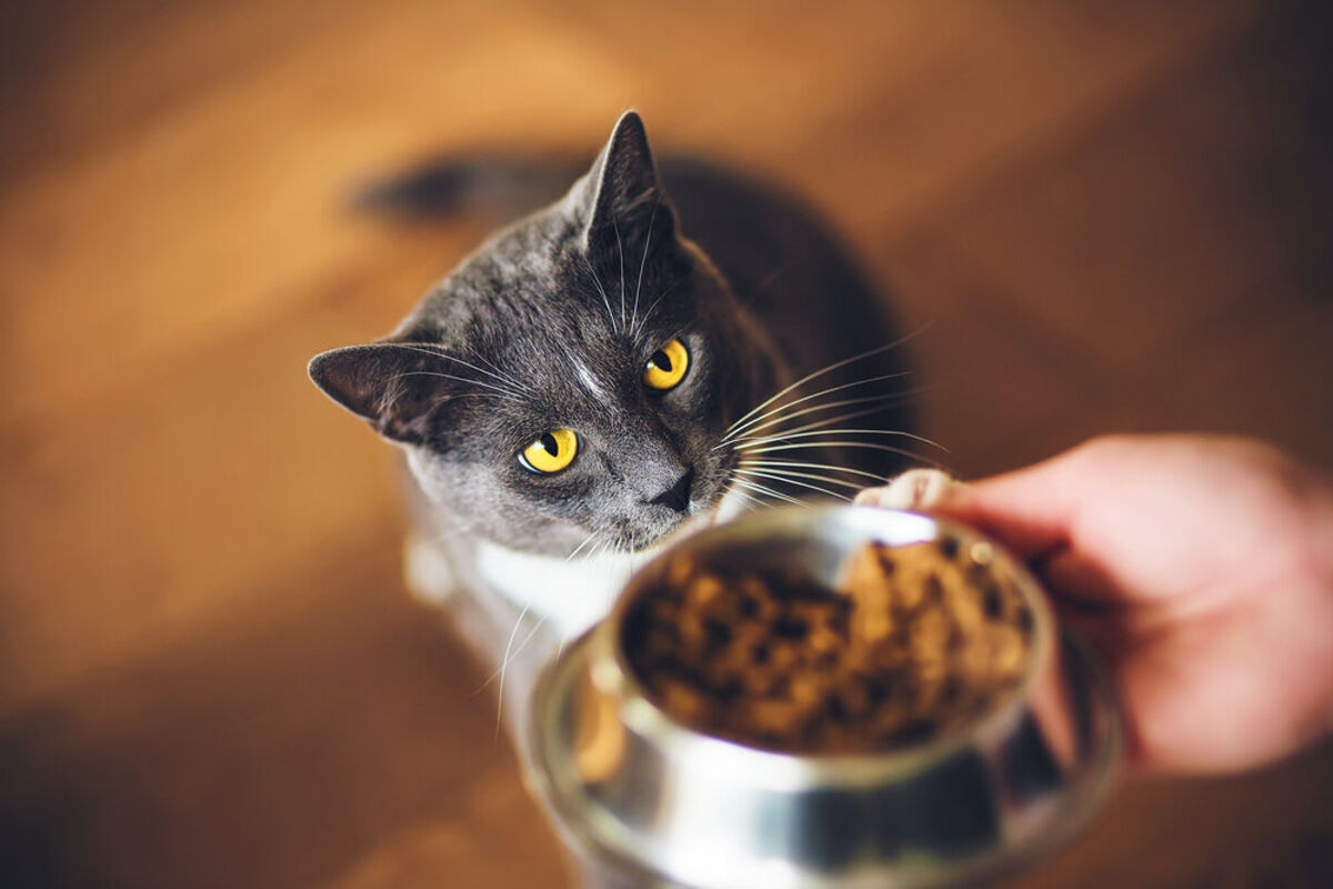 いぶかしげな顔でキャットフードを見つめる猫の画像