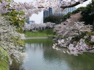 「Nyan2」さんからの投稿写真＠千鳥ヶ淵緑道