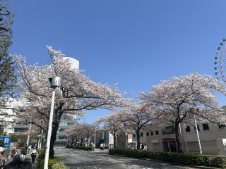 「まゆぼう」さんからの投稿写真＠みなとみらい さくら通り