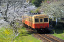 電車と桜の写真