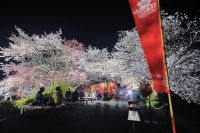 伊勢神宮・内宮の桜の写真