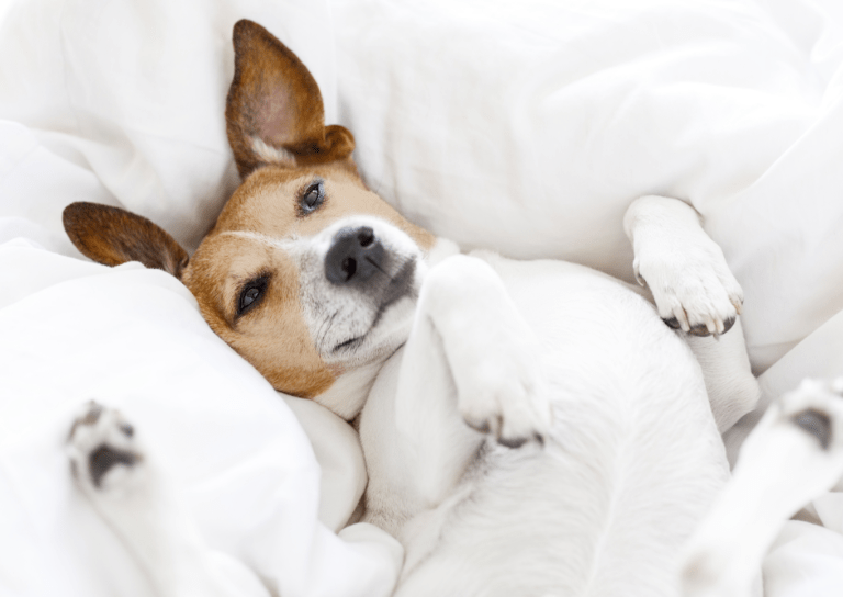 犬が仰向けで寝ている様子