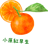 小原紅早生