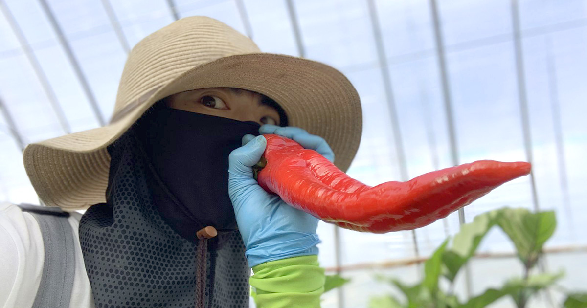 収穫真っ盛りで大忙しの次は、涼しい風が待ってます～北海道！農家ナッツの畑だよりVol.11