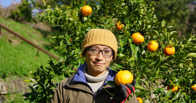 愛媛県・離島暮らしの海と山の恵みで育てるみかんと島レモン！中島が誇るすごい「いよかん」の秘密