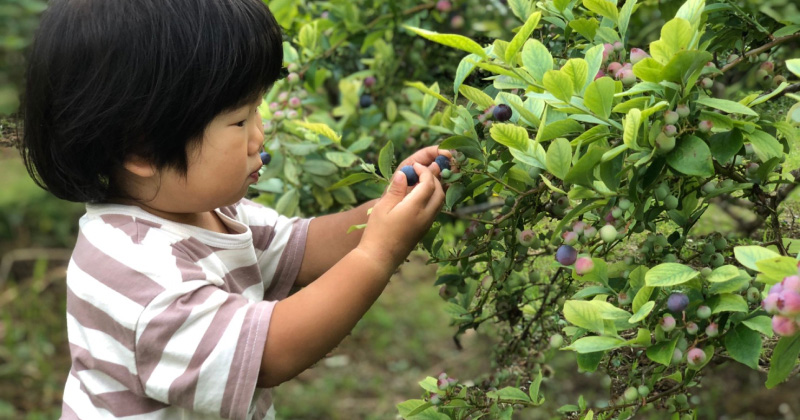 娘はまだ2歳ですが、ブルーベリーを食べだすと止まらなくて