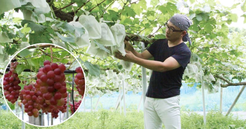 赤いシャインマスカットも農薬は半分以下！岡山のぶどう農家がこだわる「コクのあるぶどう」の秘密