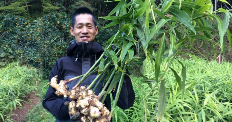 農薬不使用の生姜は香りと辛みが際立つ逸品！海と空広がる高知県から「生きている生姜」を届けたい