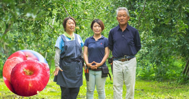 個性豊かなりんごたち！海外生活から長野で農家に「両親が守ってきた安全安心なりんご」を伝えたい