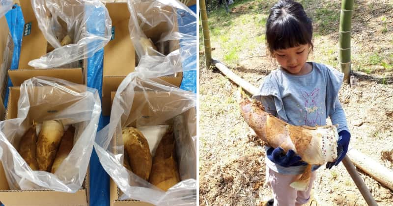 鮮度抜群の絶品たけのこ美味しく食べる