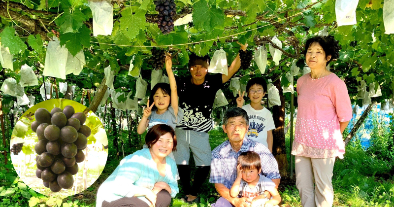 山形県伊佐沢で作る幻のぶどう“高尾”とは？父から娘へ「やっぱりこの味」守り伝える挑戦は続く