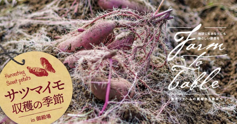 サツマイモ収穫の季節 in 御殿場 Farm to Table Vol.61