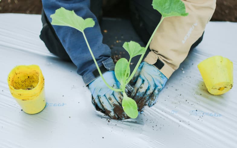 農場で苗を植えている様子