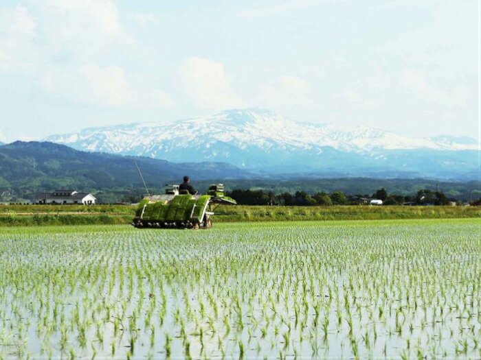 田植えの風景