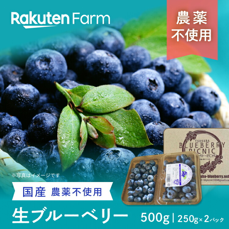 茨城県産　農薬不使用生ブルーベリー250g×2パック｜つくば・ブルーベリー・ピクニック