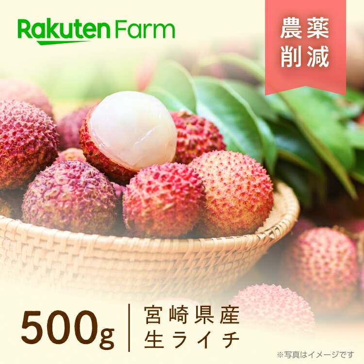 【予約受付中】生ライチ 家庭用 500g◆宮崎県児湯郡高鍋町 ミキファーム◆農薬削減＆自家製有機肥料栽培◆粒の大きさは不揃いでも果実の瑞々しさ・甘さ・香りに自信あり！◆楽天ファームこだわり農家直送◆送料無料