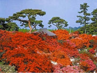 県立つつじが岡公園