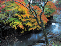 秋川渓谷