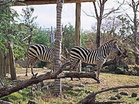 天王寺動物園