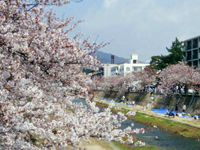 芦屋川