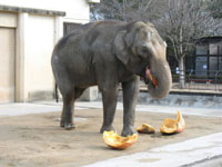 姫路市立動物園