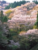 吉野山