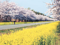 菜の花ロード