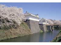 霞城公園の桜