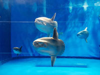 アクアワールド茨城県大洗水族館