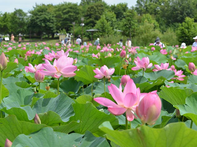 羽生温泉