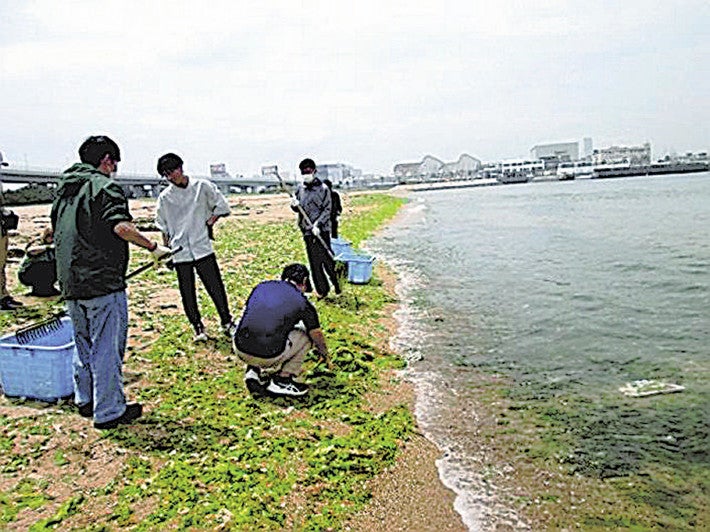 二色の浜でアナアオサを回収する学生ら＝市提供（貝塚市で）