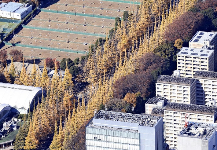 黄色く色づいた明治神宮外苑のイチョウ並木（２０２３年１２月４日、東京都港区で、読売ヘリから）＝古厩正樹撮影