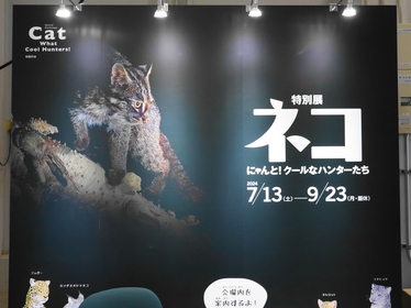 ネコだらけでにゃんとも素敵、夏休みの自由研究にもぴったりな『特別展「ネコ」 ～にゃんと！クールなハンターたち～』