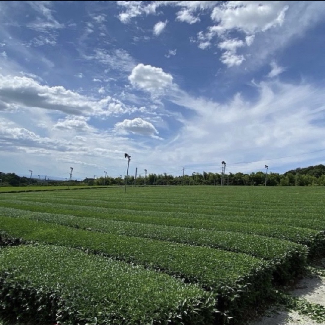 【即日発送】八女茶 お茶 緑茶 茶葉 高級煎茶 茎茶 白折【匿名配送】 食品/飲料/酒の飲料(茶)の商品写真