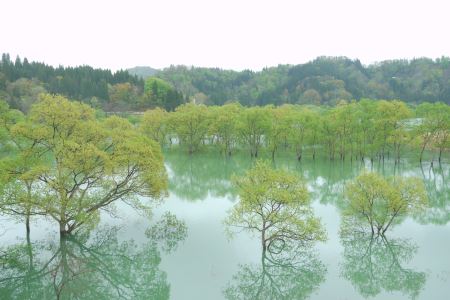 白川ダム湖岸公園(水没林)