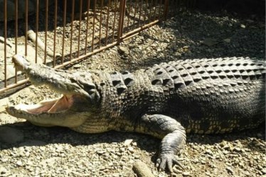 熱川バナナワニ園