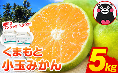 みかん 訳あり くまもと小玉みかん 5kg (2.5kg×2箱) 秋 旬 ちょっと訳あり 不揃い 傷 ご家庭用 SDGs 小玉 たっぷり 熊本県 産 S-3Sサイズ フルーツ 旬 柑橘 長洲町 温州みかん《9月中旬-10月下旬頃出荷》｜ みかん みかん みかん みかん みかん みかん みかん みかん みかん みかん みかん みかん みかん みかん みかん みかん みかん みかん みかん みかん みかん みかん みかん みかん みかん みかん みかん みかん みかん みかん みかん みかん みかん みかん みかん みかん みかん みかん みかん みかん