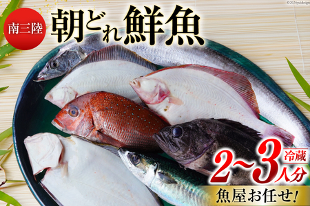 鮮魚 詰め合わせ 朝どれ鮮魚BOX 2～3人前 下処理済み [さかなのみうら 宮城県 南三陸町 30aj0006] 魚 旬 朝とれ 産地直送