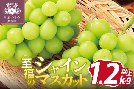 〈2024年度配送分〉至福の山梨県産シャインマスカット 2～3房（1.2kg以上）