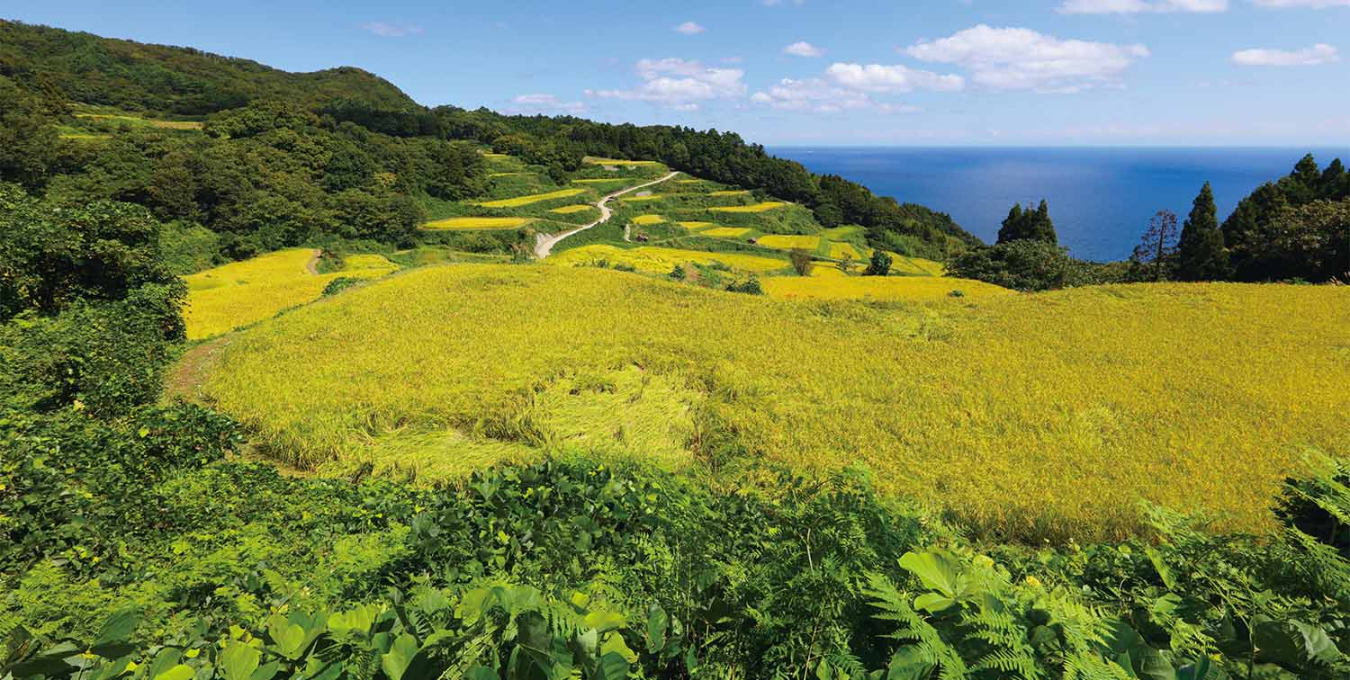 草木茂る棚田の風景と、青い空と海が広がる風景。