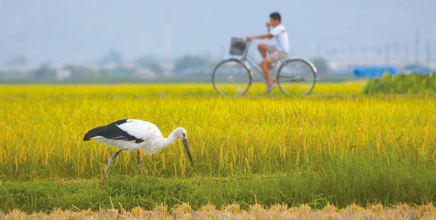 稲穂が実る田で餌をついばむコウノトリと地域の人。