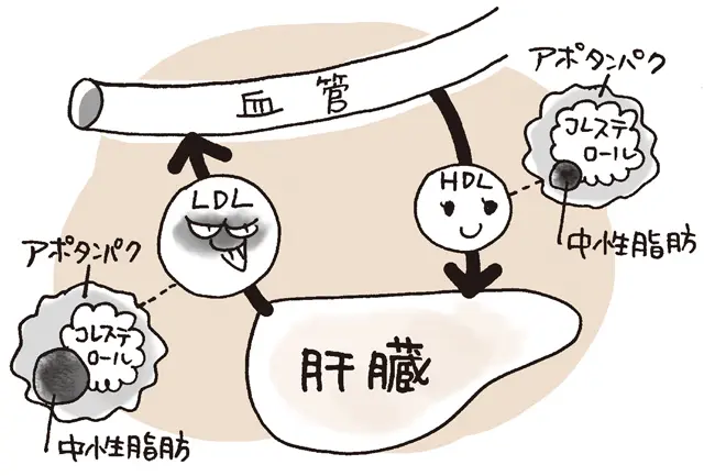 脂であるコレステロールはそのままでは血液に溶け込めないので、