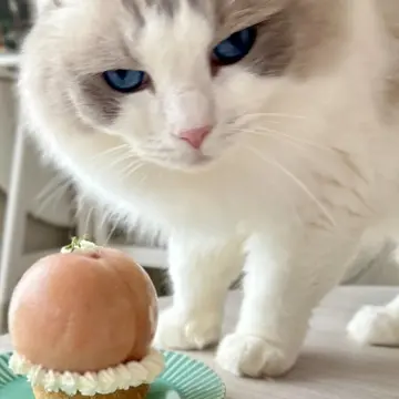 グルテンフリーの桃のタルトでお祝い🐈