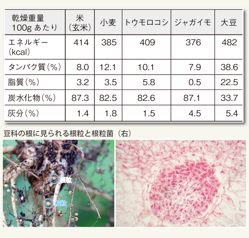 【表・写真】主要作物の栄養分と根粒（菌）