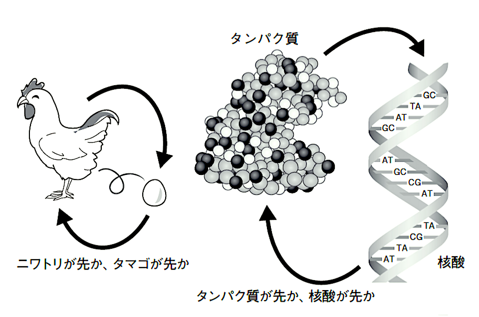 【図】「ニワトリとタマゴ問題」の