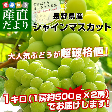 長野県産 シャインマスカット　約1キロ（2房）送料無料 ぶどう ブドウ 種なしぶどう 市場発送