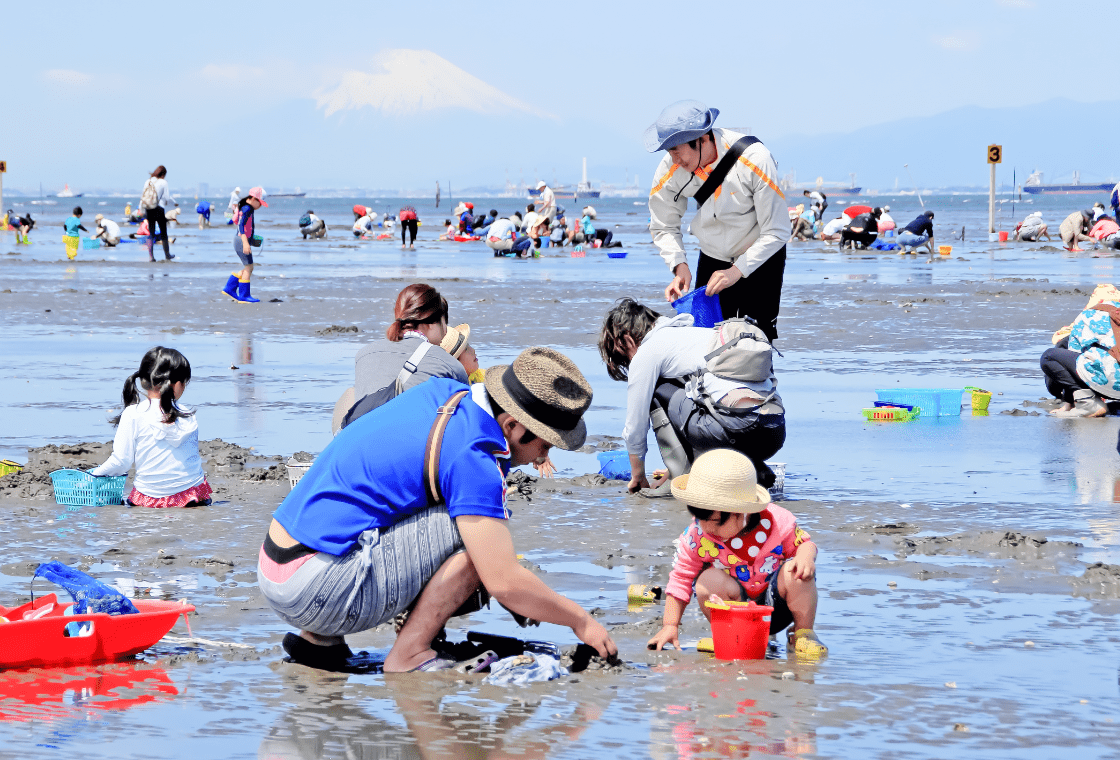 遠浅の海での潮干狩り