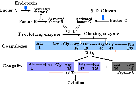 Cascade reaction